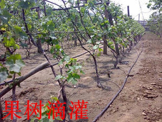 夏黑葡萄种植园中的地膜覆盖与滴灌结合