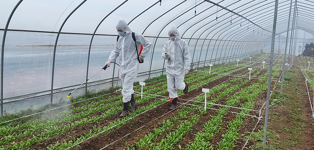 显示技术人员穿着防护服,正在用剪刀剪除患病茎蔓,旁边放置密封塑料袋用于收集病残体;另一人在用喷壶对周边土壤喷洒消毒液,背景为连栋温室结构 网纹瓜病害应急处理现场