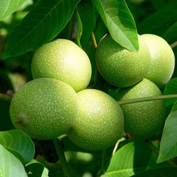 野生核桃树生长环境