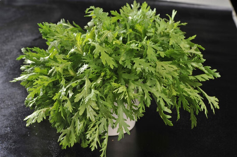 茼蒿选购与处理场景