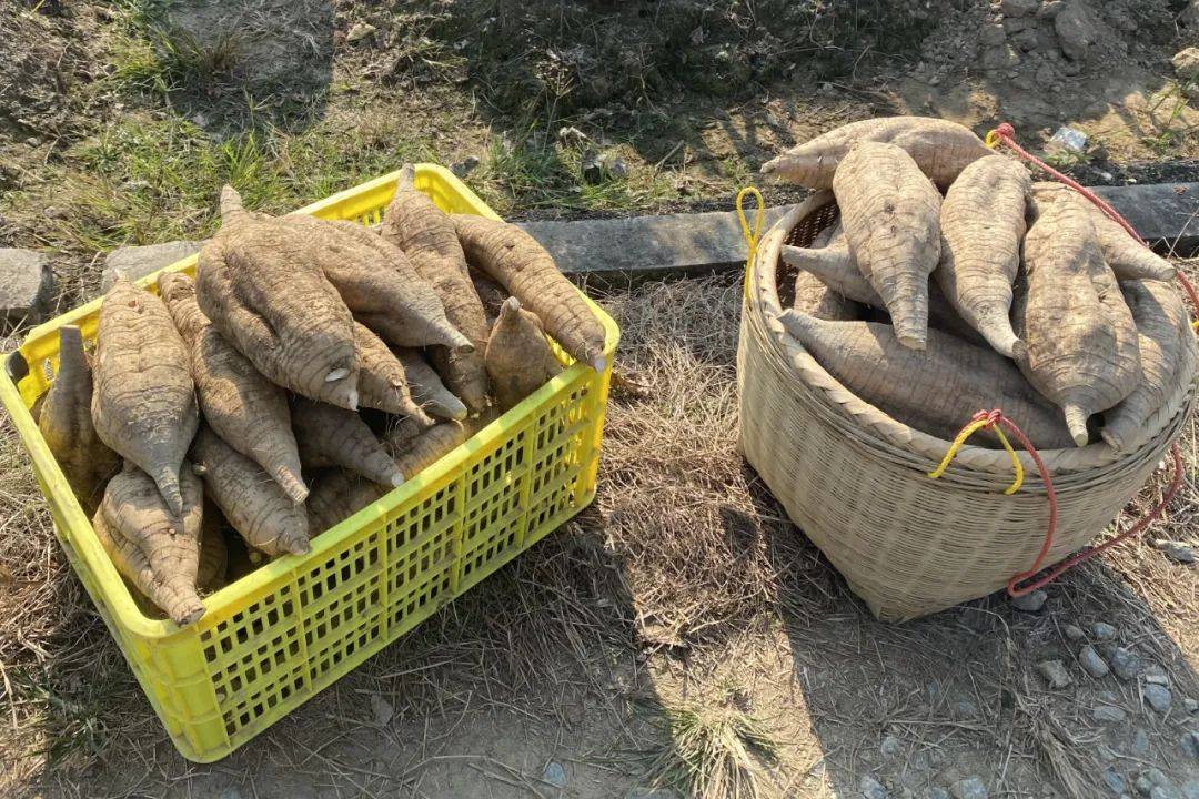 家庭园艺中的山药盆栽采收过程