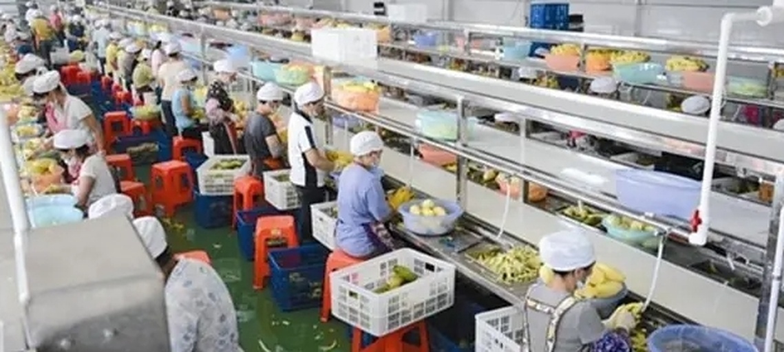 南果东北梨加工与包装场景