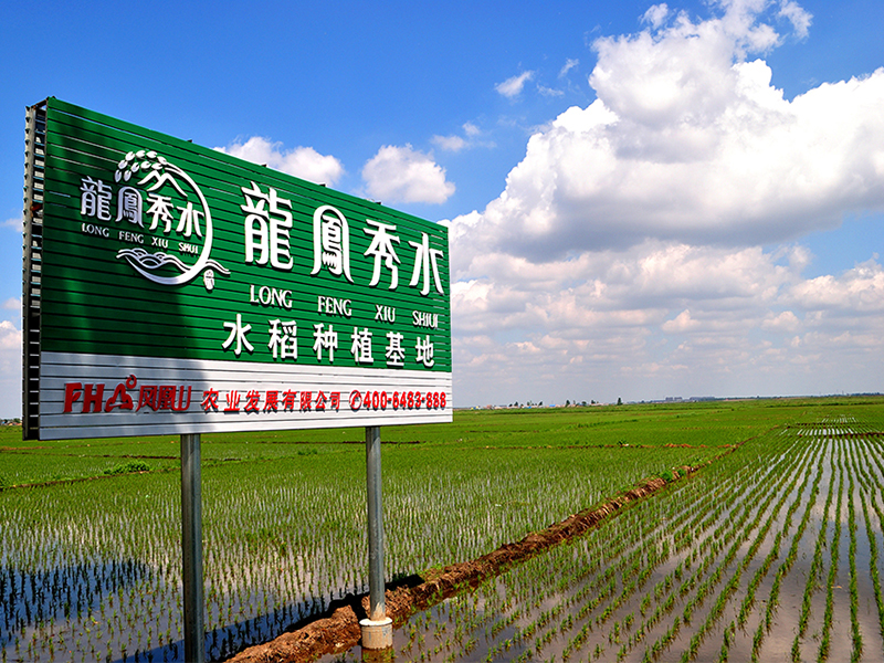 乔府大院五常龙凤山核心产区稻田实景