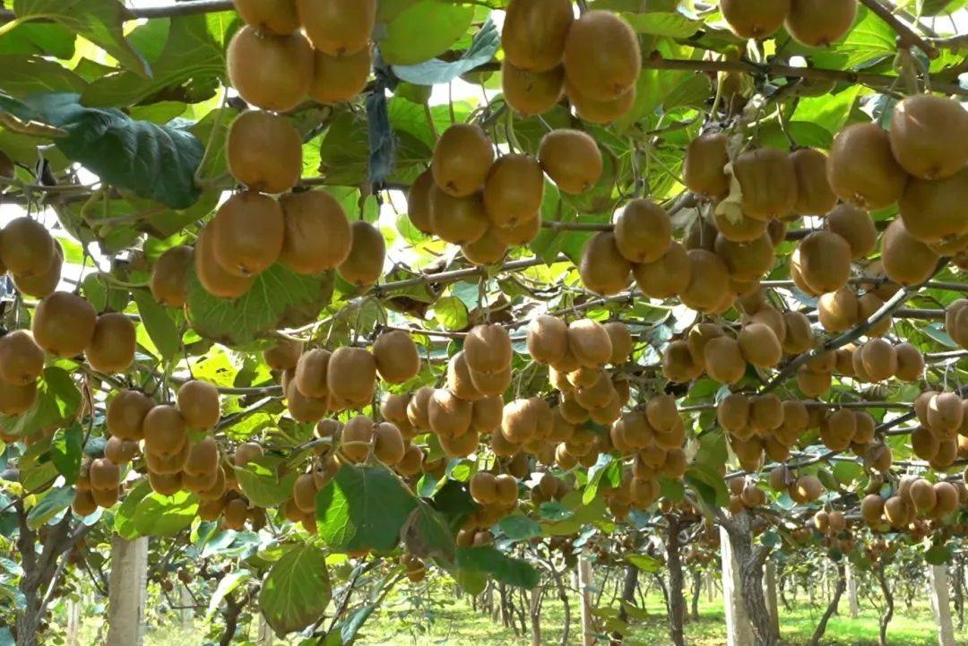 猕猴桃果园与现代化果汁生产线的对比图