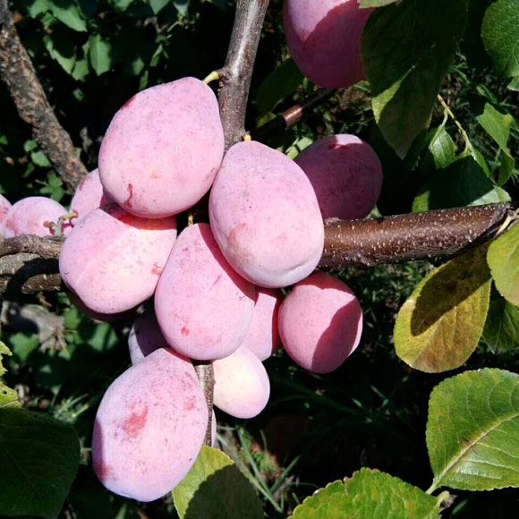 一棵李子树上挂满了成熟的国峰七号李子,果实呈深紫红色,表面覆盖一层均匀果粉,阳光照射下光泽感强,树枝因果实重量微微下垂,背景为绿色叶片和晴朗天空 国峰七号李子挂满枝头特写