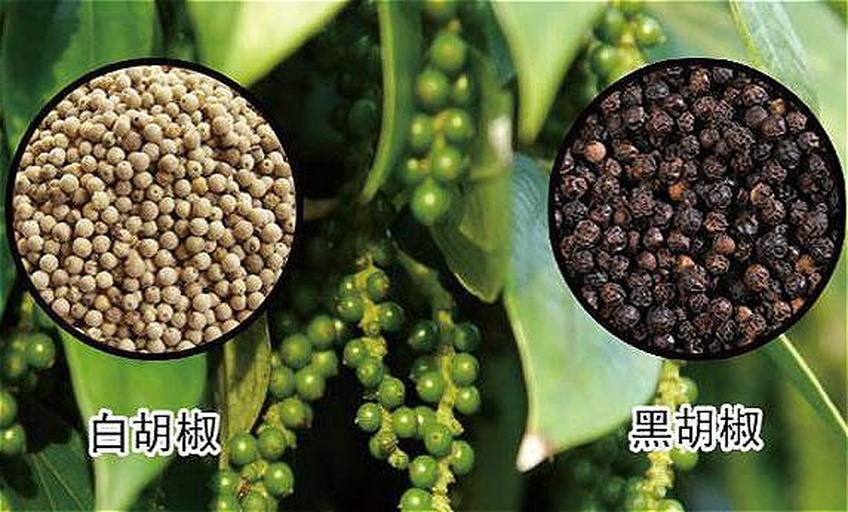 展示黑胡椒与白胡椒的植物果实对比图,清晰呈现两者的采摘阶段差异 黑胡椒与白胡椒的植物来源对比