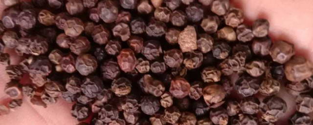 光学显微镜下并列显示黑胡椒碎(左侧)与黑胡椒粉(右侧)的微观结构,左侧图像呈现不规则块状碎片,边缘清晰,可见油腺残留;右侧为均匀细粉,几乎无独立颗粒形态,背景为浅灰色载玻片,比例尺标注50μm 黑胡椒碎与黑胡椒粉显微结构对比图
