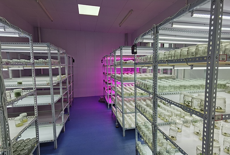 北方冬季菠萝头水培补光实景图