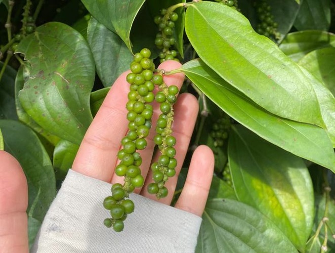 胡椒植株上的胡椒粒特写