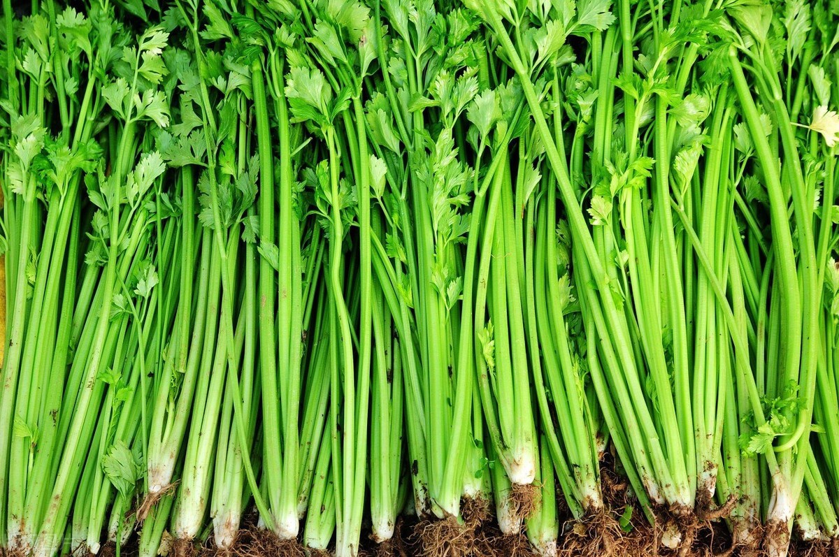 芹菜根部长出细小嫩芽的特写照片