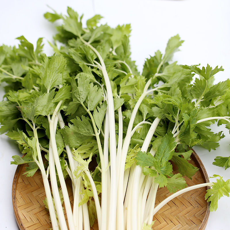 芹菜新鲜采摘特写