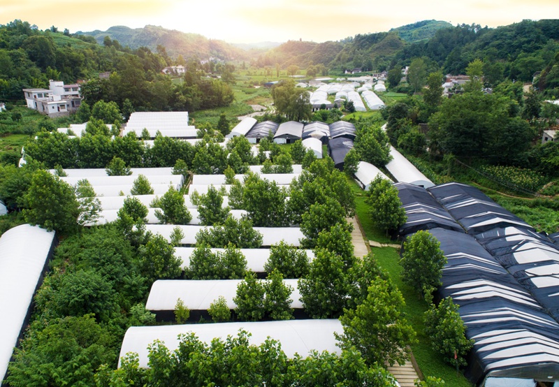 北五味子种植基地航拍图