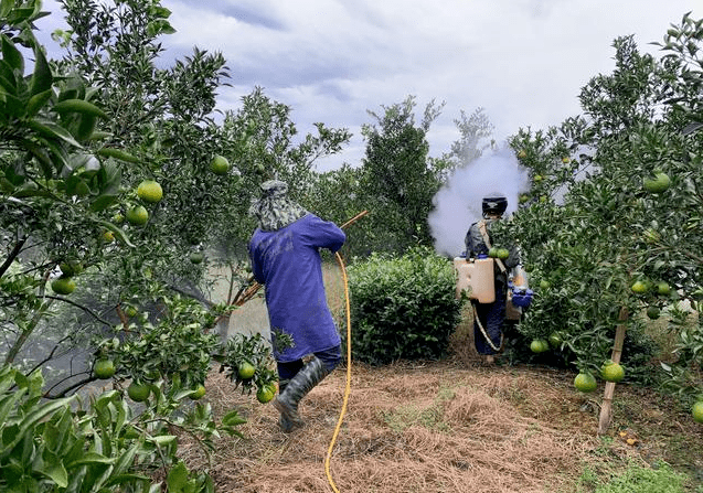 果农正在使用高压喷雾器对沙糖桔主干进行药剂喷洒作业