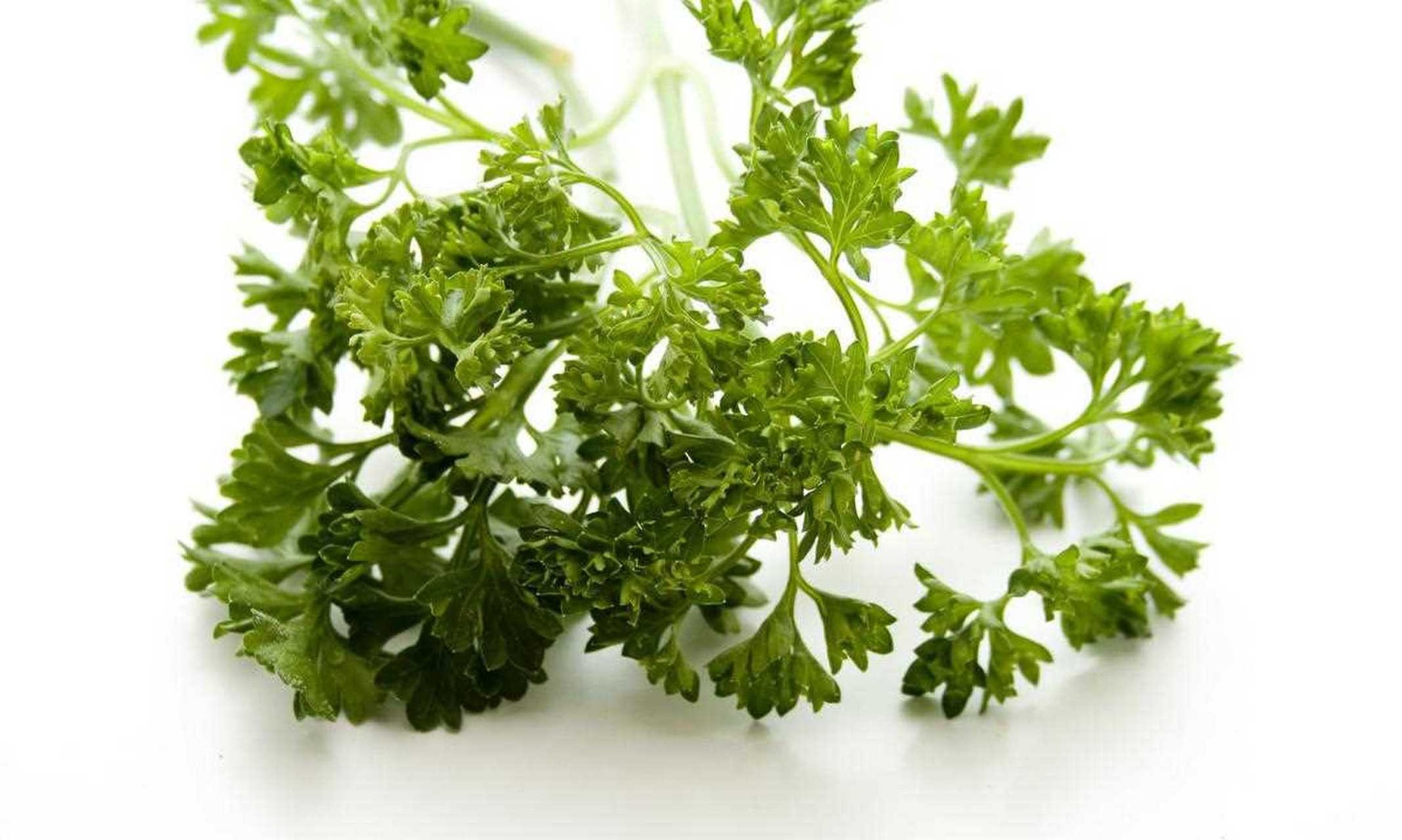 新鲜翠绿卷叶香芹特写，叶片饱满带蜡质光泽，茎秆纤细呈淡绿色，背景为木质砧板，散落几粒黑胡椒与柠檬片