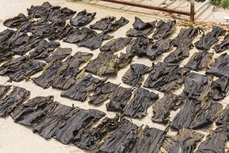 福建霞浦滩涂上的海带晾晒场景