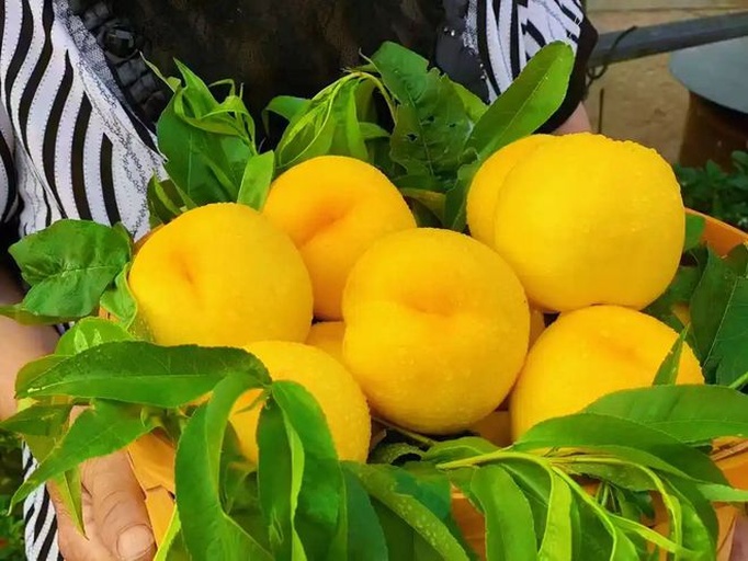 男性在户外享用黄桃