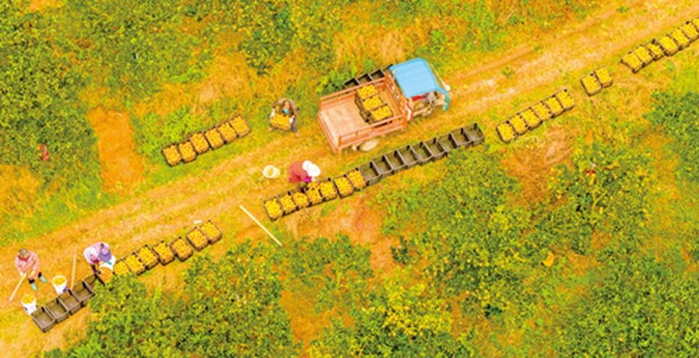 昭通苹果采摘与分拣现场