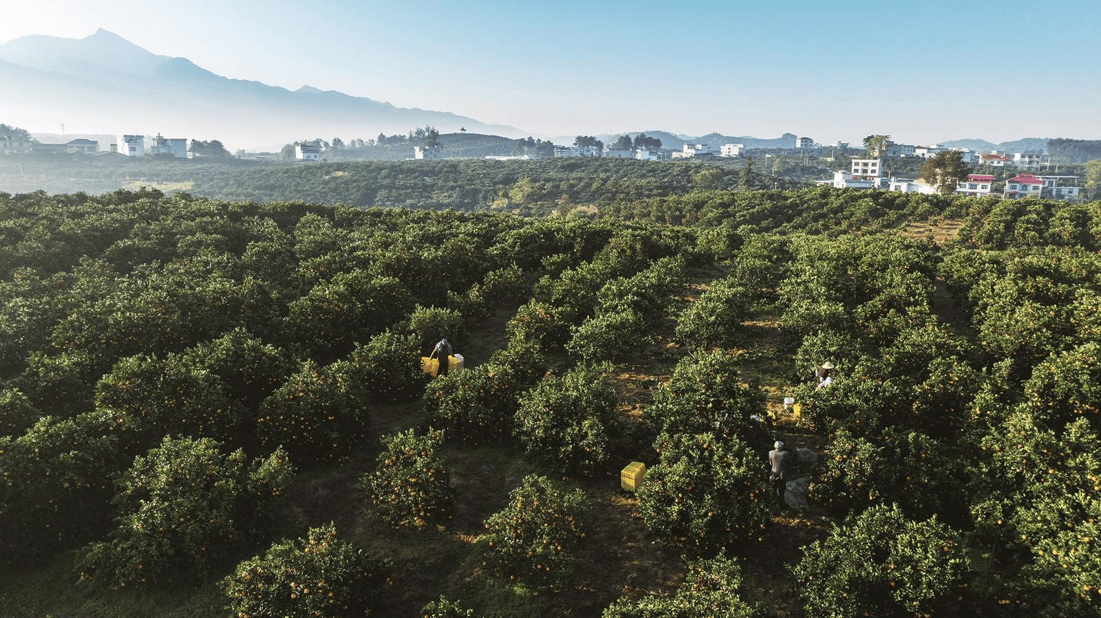 脆皮金桔采摘场景图