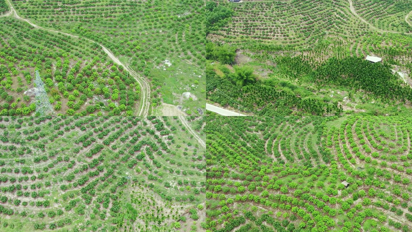 小麦全产业链融合示范区实景:体现‘规模化种植-智能化收储-精深化加工-场景化体验’四维一体发展模式,屋顶光伏板满足30%能源需求,全程物联网监控 航拍视角下的现代化小麦产业联合体:左侧为千亩连片高标准农田,中部为智能化烘干仓储中心与光伏顶棚,右侧为小麦文化研学基地与游客中心,道路标识清晰划分生产区、加工区、体验区