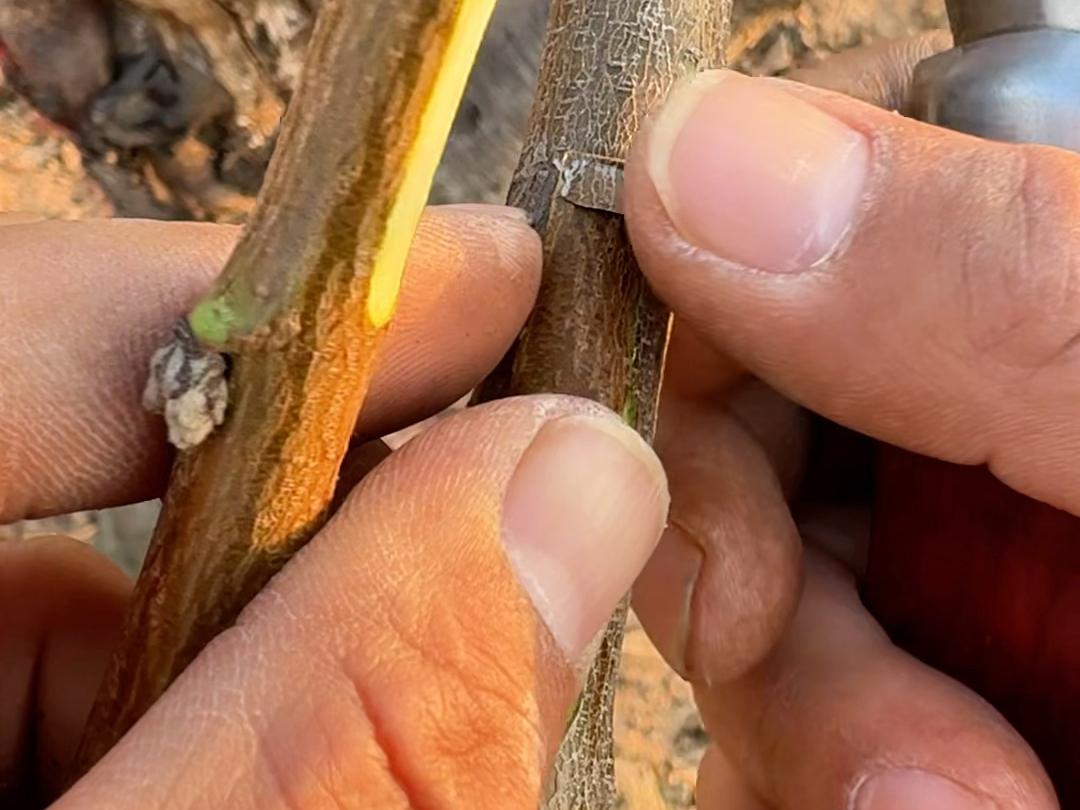 荔枝嫁接操作示意图