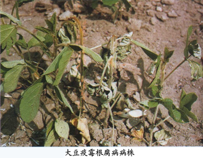 左侧为健康芸豆根系:根系发达,颜色洁白,无腐烂;右侧为根腐病植株:主根变褐腐烂,侧根稀少,维管束呈黑色条纹,根部周围土壤潮湿并有霉味 芸豆根腐病与健康根系对比图