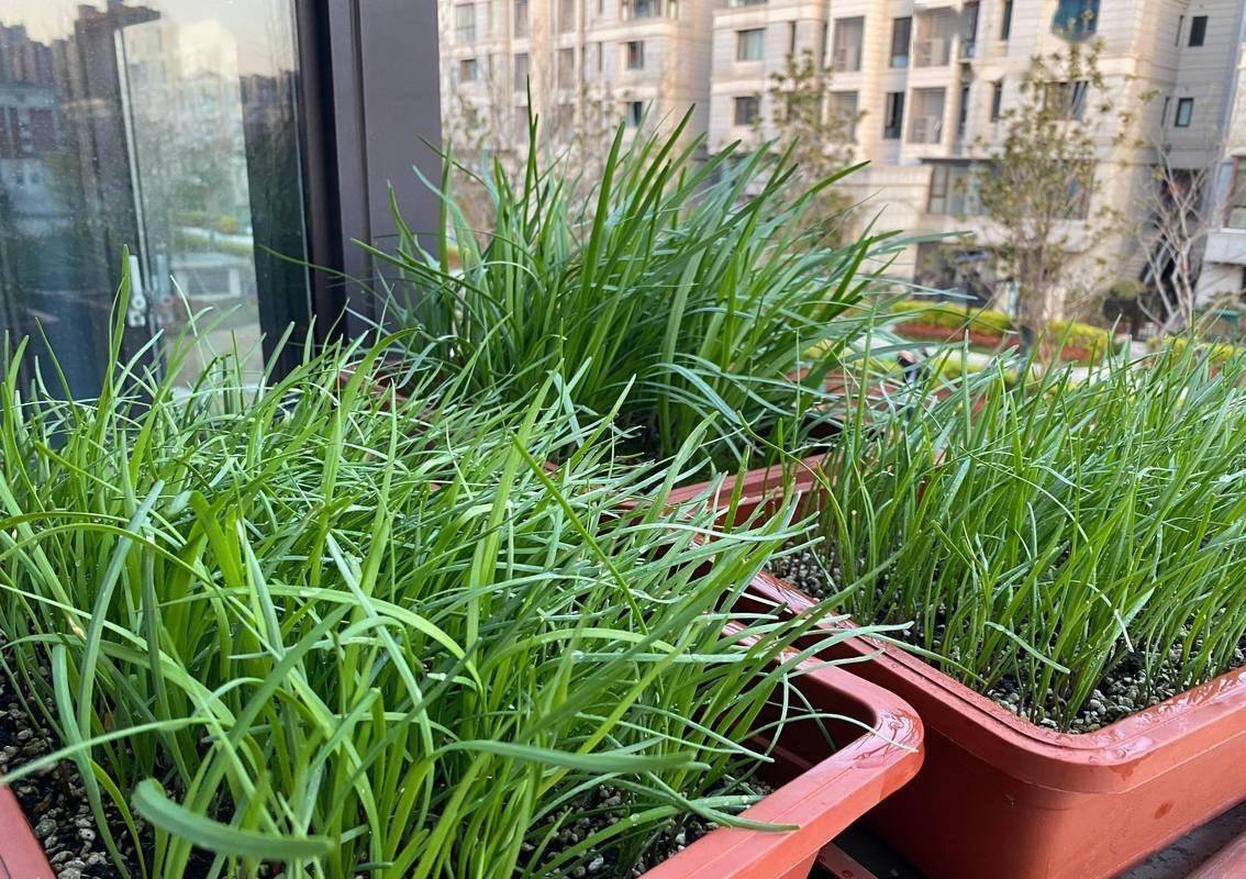 韭菜王在农贸市场摊位上的陈列实景