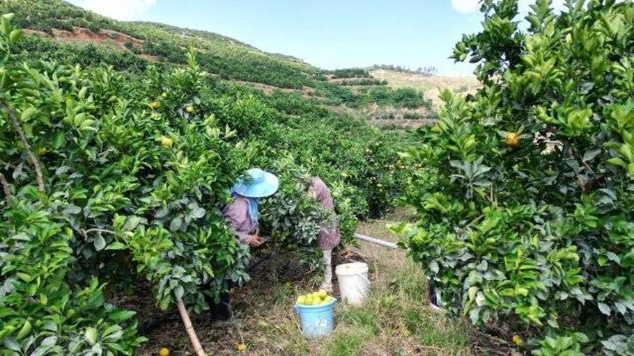 四川眉山丘陵果园清晨劳作实景:果农采用人工精剪方式采收,确保果梗齐整、果皮无损;果实带露采摘,反映当地严格遵循‘霜降后、冬至前’核心采收窗口;竹编果篮中果实堆叠自然,色泽统一鲜亮,体现规模化优质果园的标准化成熟管理 农户清晨采摘爱媛橙场景:身着蓝布工装的果农站在梯子上,左手托果、右手持剪,正剪下一串饱满果实;篮中已盛满橙红鲜果,露珠未消,阳光斜照果面泛起柔光,背景为层叠梯田式柑橘园