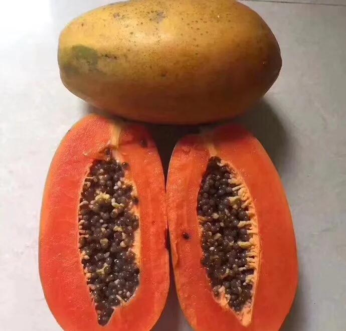 高清特写:成熟红肉番木瓜(Carica papaya)果肉横切面,展示典型橙红瓤色、细腻质地及中心黑色种子环;旁边玻璃碗中可见新鲜木瓜块与全脂鲜牛奶自然混合形成的柔滑乳白色过渡层,表面浮有细微木瓜果肉纤维 红肉番木瓜切开特写,橙红色果肉饱满多汁,黑褐色种子呈环状排列,背景为玻璃碗盛装新鲜木瓜块与浅黄色全脂鲜牛奶交融的渐变色