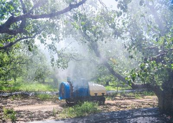 一名果农正在使用背负式喷雾器对蜜柚树进行叶面喷施,喷头对准花穗部位均匀喷洒液体,阳光透过叶片形成光斑,背景为整齐排列的蜜柚园 蜜柚花蕾期叶面喷施作业现场