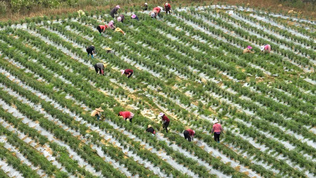 农民正在田间采收成熟的绿色薄皮泡椒,手中握有多条长条形辣椒,背景为成片的辣椒地,天空晴朗,地面覆盖黑色地膜,体现现代化种植管理模式 薄皮泡椒采收场景