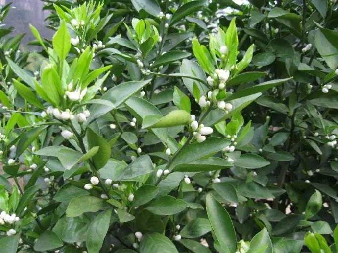 柑桔果园春季花景