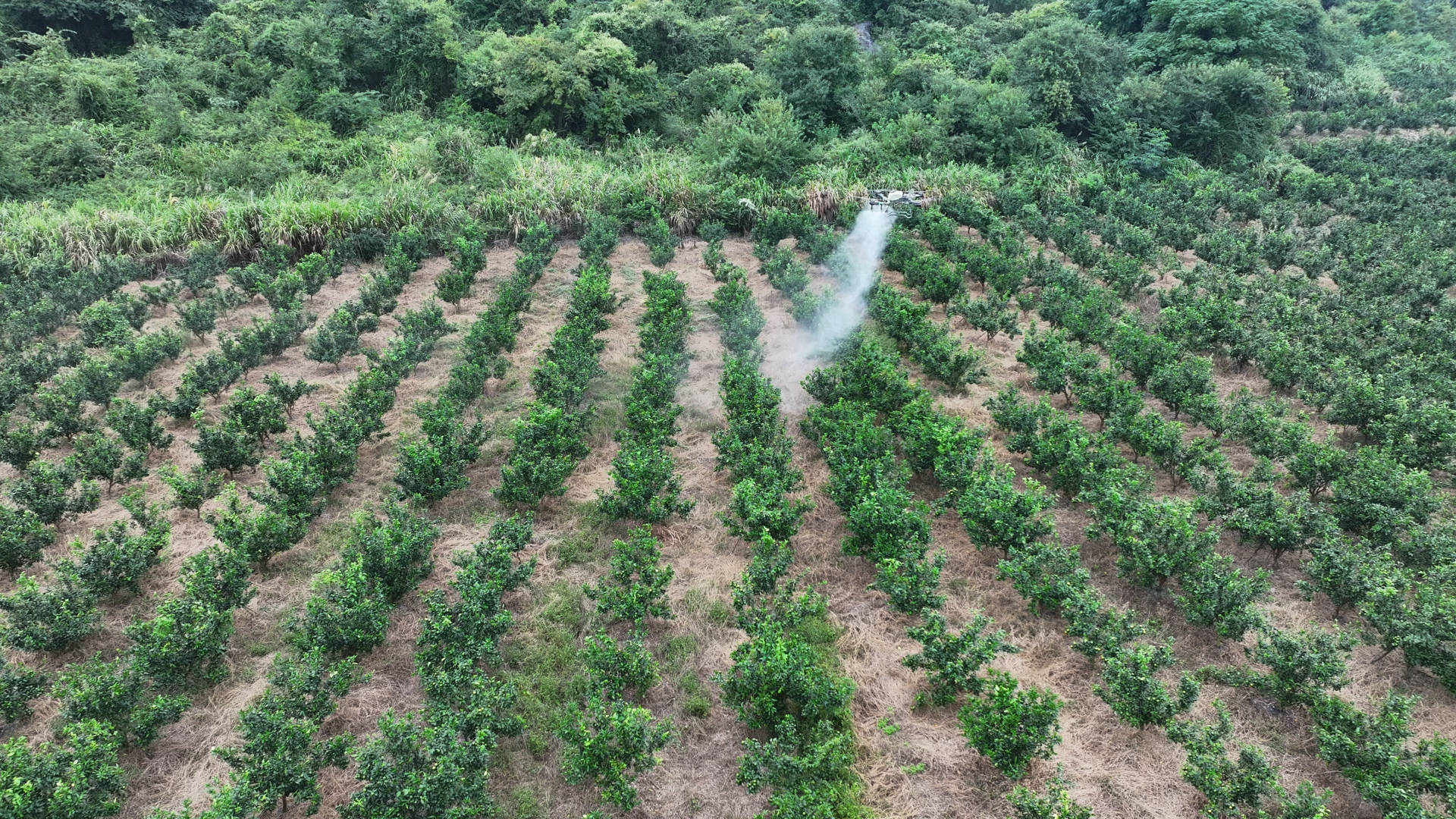 无人机航拍视角下的淮北苹果园,整齐排列的矮化密植果树形成绿色网格,地面铺设滴灌管道,远处可见农业设施与运输车辆,展现现代化果园管理场景 淮北苹果果园航拍
