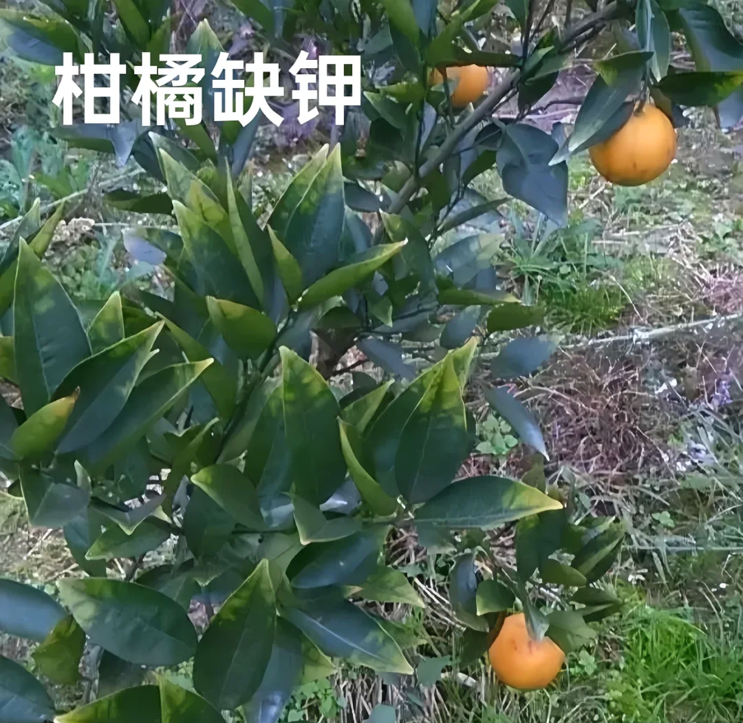 并列展示两组葡萄柚植株叶片:左侧为健康叶片,呈深绿色、质地厚实、叶脉清晰;右侧为缺铁黄化叶片,表现为新叶叶肉变黄而叶脉仍绿,呈现典型网状失绿特征,用于病害识别教学 葡萄柚叶片黄化与健康对比图