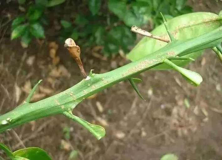 柑橘病虫害对比图