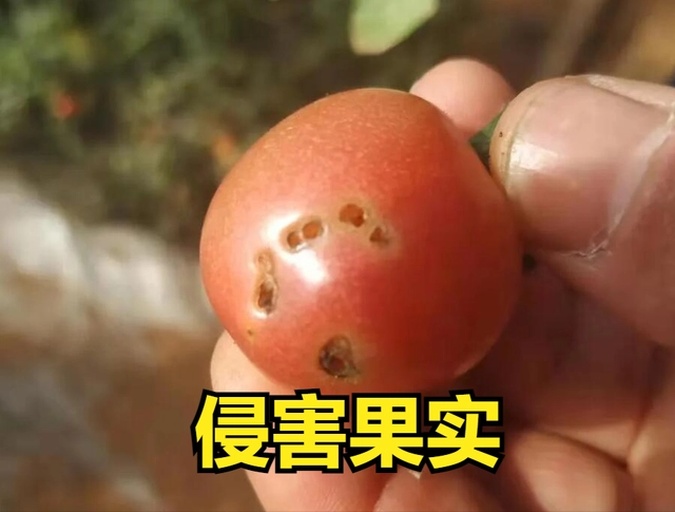 柿蒂虫危害果实的特写图,显示蛀孔及虫体 柿蒂虫危害图