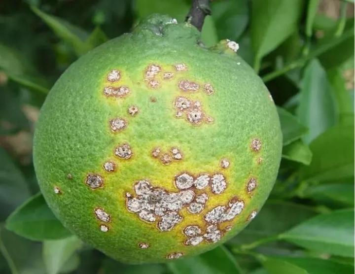 柚子叶片病害对比图