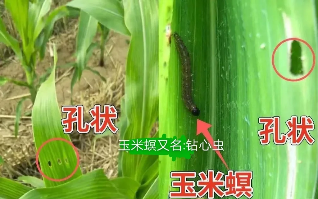 左侧显示玉米心叶期被玉米螟幼虫蛀食形成的‘花叶’症状,叶片上有整齐排孔;中部为农民正在用滴管将药液注入玉米喇叭口;右侧为氯虫苯甲酰胺药瓶特写,标签清晰可见;背景为绿色玉米田 玉米螟危害与防治操作示意图