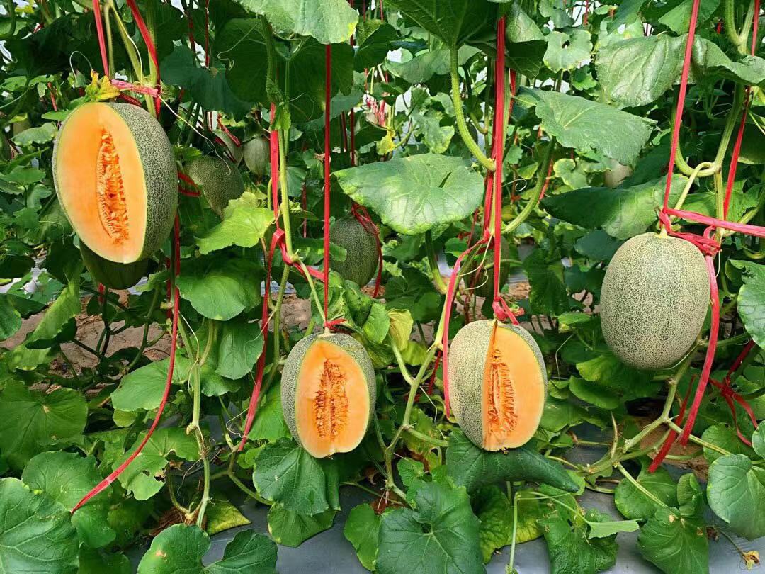 网纹瓜种植园实景图