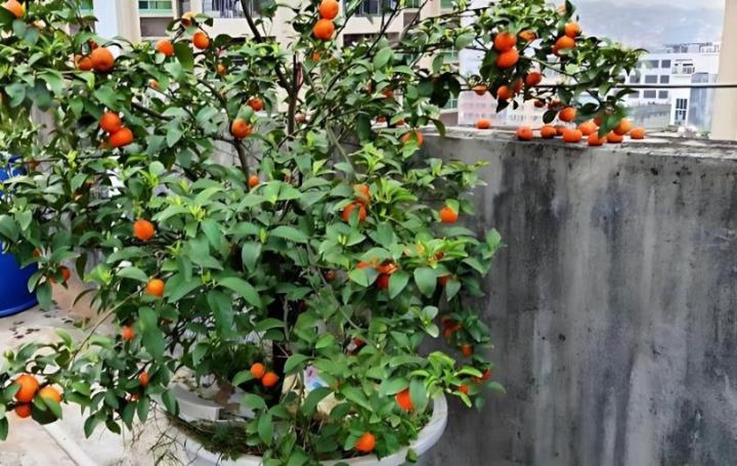 观赏性金桔盆栽植物