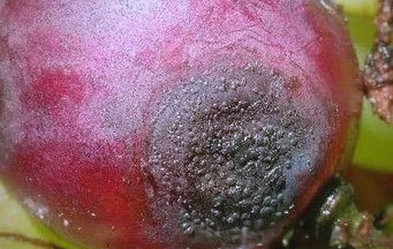 阳光玫瑰葡萄果实表面黑色霉层显微观察图