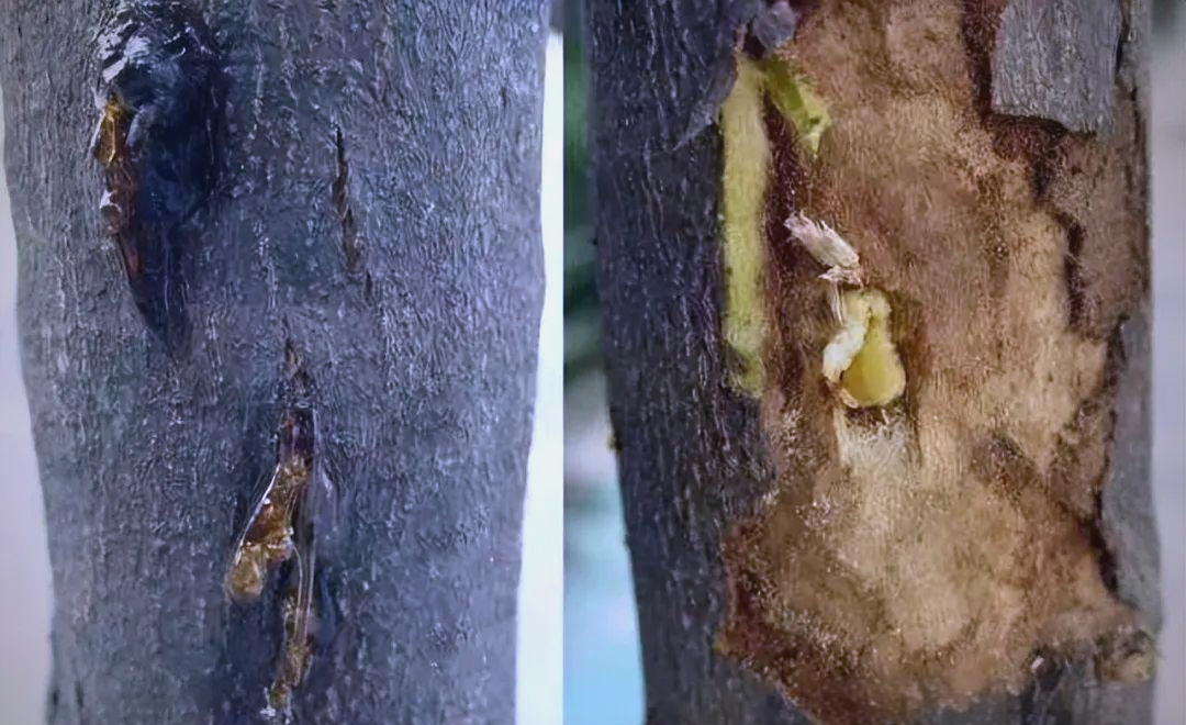 油松树整体形态及枝干特写