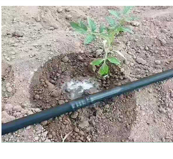 展示番茄基地滴灌系统布置,确保均匀灌溉 番茄滴灌系统安装示意图