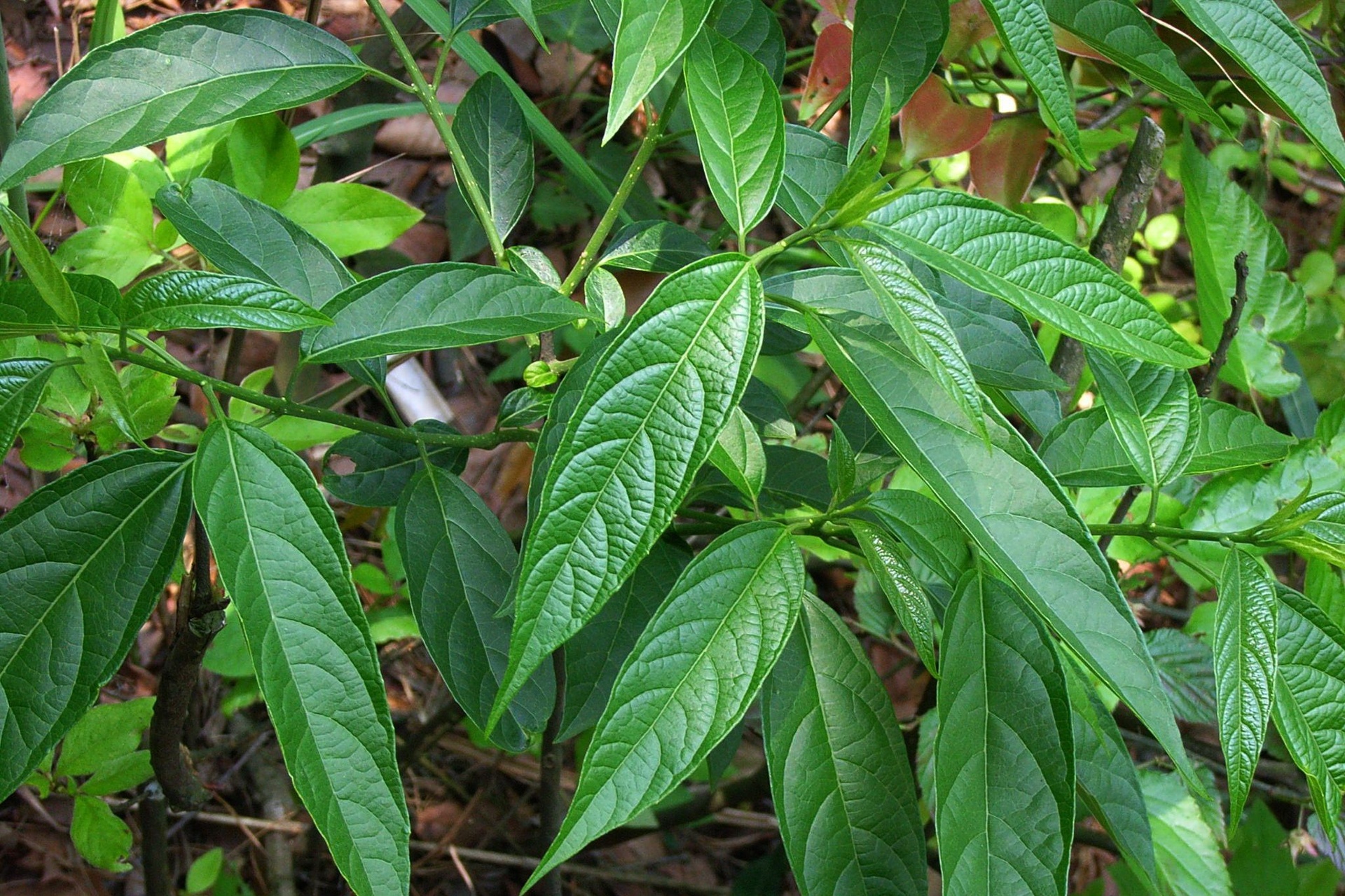 常绿植物与落叶植物对比示意图,帮助读者更好理解区别 常绿与落叶植物对比图