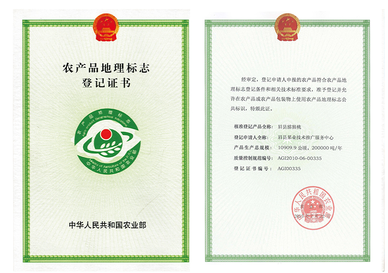 农户在陕西眉县标准化果园采摘红心猕猴桃：戴棉质手套，使用专用剪刀，果实悬挂于藤蔓上呈自然下垂状，阳光透过叶片在果面形成光斑，背景可见防雹网与滴灌带