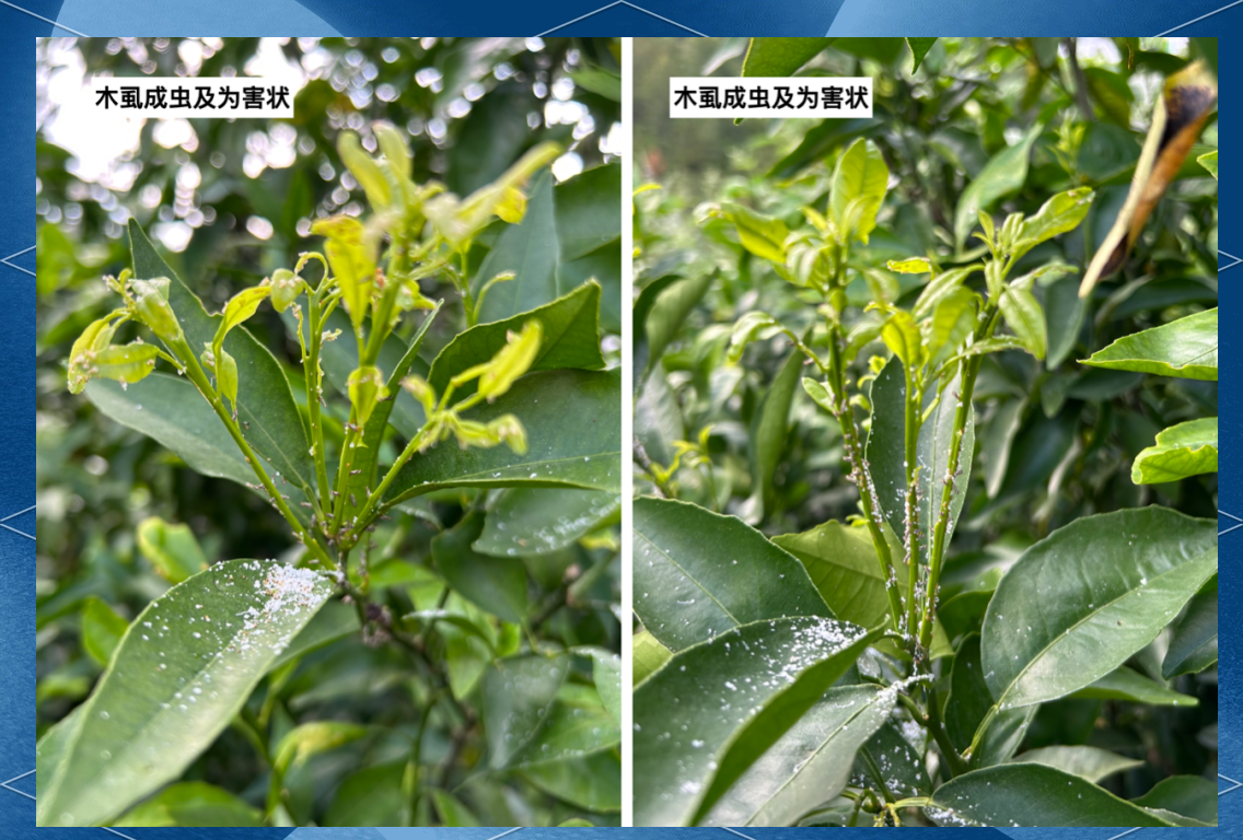 图片说明:显微摄影下的柑橘木虱成虫(浅褐色,具翅)与若虫(浅绿色,无翅),附着在嫩梢叶片背面,周围可见白色蜡质分泌物,背景为蜜橘新梢特写 柑橘木虱成虫与若虫形态对比图