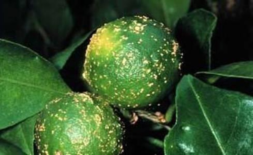 柚子果实健康与病害对比图