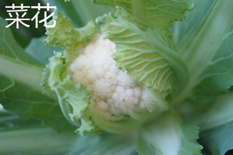 菜花切开前后对比图