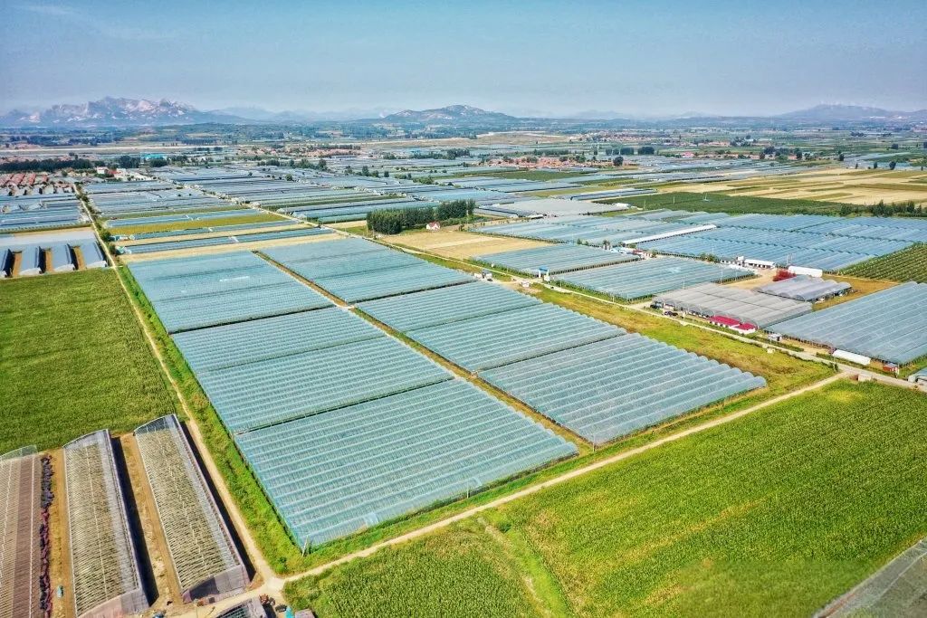 展示普罗旺斯西红柿规模化种植基地的航拍画面,体现现代农业的科技化与集约化特点 普罗旺斯西红柿种植基地航拍图