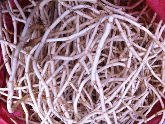 竹荪外观对比图