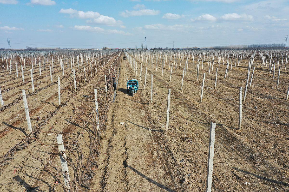 葡萄农在清晨修剪葡萄藤